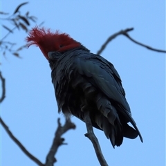Callocephalon fimbriatum (Gang-gang Cockatoo) at Aranda, ACT - 6 Sep 2025 by lbradley