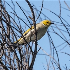 Ptilotula penicillata (White-plumed Honeyeater) at Dunlop, ACT - 5 Sep 2025 by AlisonMilton