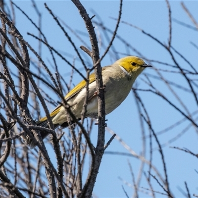 Ptilotula penicillata (White-plumed Honeyeater) at Dunlop, ACT - 5 Sep 2025 by AlisonMilton