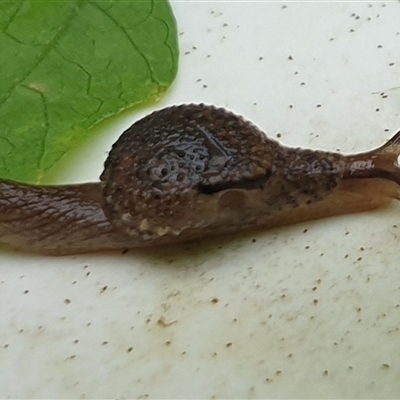 Stanisicarion freycineti (Crimson Foot Semi-Slug) at  - suppressed by MazzV