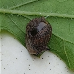 Stanisicarion freycineti at suppressed - suppressed