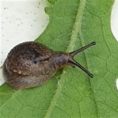 Stanisicarion freycineti at suppressed - suppressed