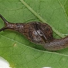 Stanisicarion freycineti at suppressed - suppressed