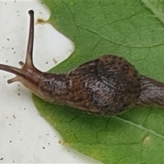 Stanisicarion freycineti at suppressed - suppressed