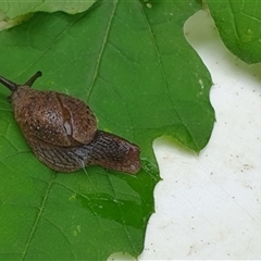 Stanisicarion freycineti (Crimson Foot Semi-Slug) by MazzV