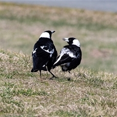 Gymnorhina tibicen (Australian Magpie) at Dunlop, ACT - 5 Sep 2025 by AlisonMilton