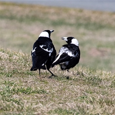 Gymnorhina tibicen (Australian Magpie) at Dunlop, ACT - 5 Sep 2025 by AlisonMilton