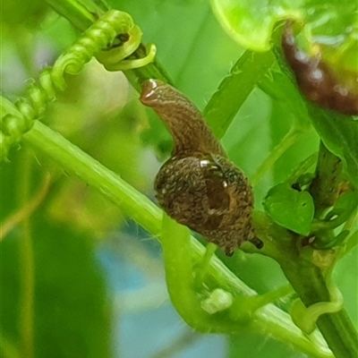 Stanisicarion freycineti (Crimson Foot Semi-Slug) at  - suppressed by MazzV