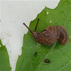 Stanisicarion freycineti at suppressed - suppressed