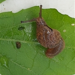 Stanisicarion freycineti at suppressed - suppressed