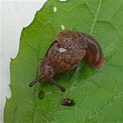 Stanisicarion freycineti at suppressed - suppressed