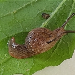 Stanisicarion freycineti at suppressed - suppressed