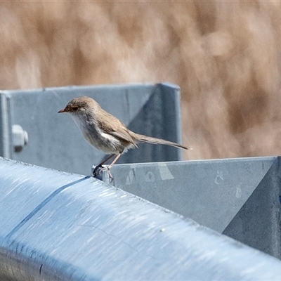 Malurus cyaneus (Superb Fairywren) at Dunlop, ACT - 5 Sep 2025 by AlisonMilton