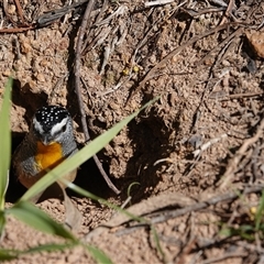 Pardalotus punctatus (Spotted Pardalote) at Hall, ACT - 6 Sep 2025 by Anna123
