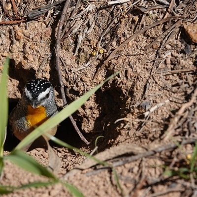 Pardalotus punctatus (Spotted Pardalote) at Hall, ACT - 6 Sep 2025 by Anna123