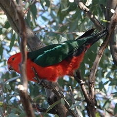 Alisterus scapularis (Australian King-Parrot) at Hall, ACT - 6 Sep 2025 by Anna123