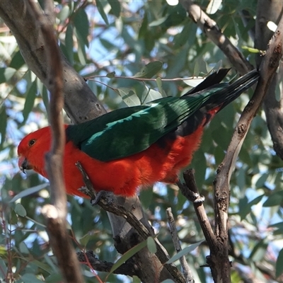 Alisterus scapularis (Australian King-Parrot) at Hall, ACT - 6 Sep 2025 by Anna123