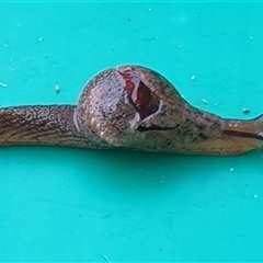 Stanisicarion freycineti (Crimson Foot Semi-Slug) by MazzV