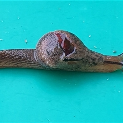 Stanisicarion freycineti (Crimson Foot Semi-Slug) at  - suppressed by MazzV