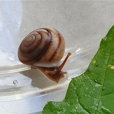 Ventopelita leucocheilus at  - suppressed by MazzV