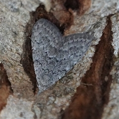 Nola pleurosema (Plain Tuft-moth) at Hall, ACT - 6 Sep 2025 by Anna123