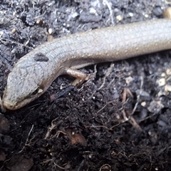 Saproscincus mustelinus (Weasel Skink) at Majors Creek, NSW - 3 Sep 2025 by Dron