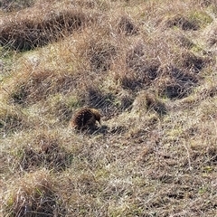 Tachyglossus aculeatus (Short-beaked Echidna) at Latham, ACT - 6 Sep 2025 by JoeG