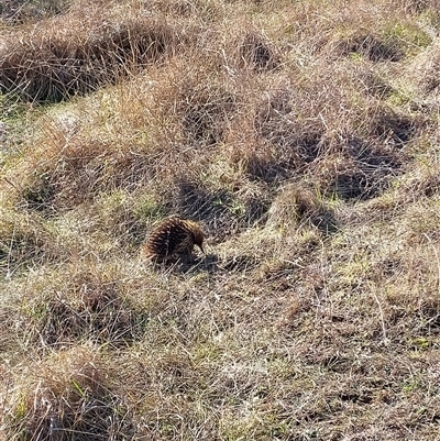 Tachyglossus aculeatus (Short-beaked Echidna) at Latham, ACT - 6 Sep 2025 by JoeG