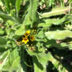 Amsinckia calycina (Hairy Fiddle-neck) at Hall, ACT - 6 Sep 2025 by strigo