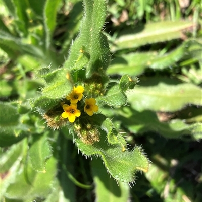 Amsinckia calycina (Hairy Fiddle-neck) at Hall, ACT - 6 Sep 2025 by strigo
