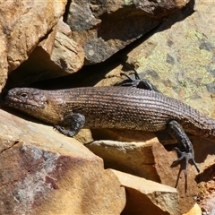 Egernia cunninghami (Cunningham's Skink) at Gundaroo, NSW - 6 Sep 2025 by Gunyijan