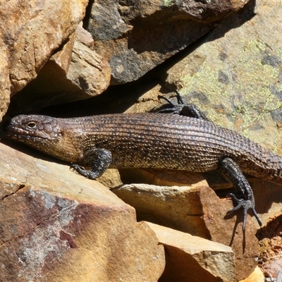 Egernia cunninghami (Cunningham's Skink) at Gundaroo, NSW - 6 Sep 2025 by Gunyijan