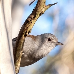 Colluricincla harmonica (Grey Shrikethrush) at Wingello, NSW - 5 Sep 2025 by Aussiegall