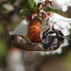 Lasioglossum (Parasphecodes) sp. (genus & subgenus) (Halictid bee) at Hall, ACT - 6 Sep 2025 by Anna123