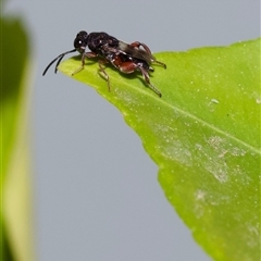 Brachymeria sp. (genus) by amiessmacro