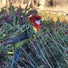 Platycercus eximius (Eastern Rosella) at Gundaroo, NSW - 6 Sep 2025 by Gunyijan