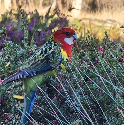 Platycercus eximius (Eastern Rosella) at Gundaroo, NSW - 6 Sep 2025 by Gunyijan