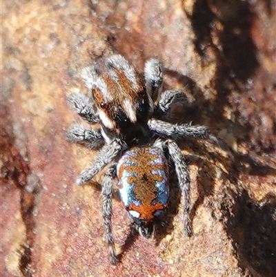 Maratus calcitrans (Kicking peacock spider) at Hall, ACT - 6 Sep 2025 by Anna123