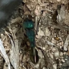 Rhytidoponera metallica (Greenhead ant) at Denman Prospect, ACT - 6 Sep 2025 by Jennybach