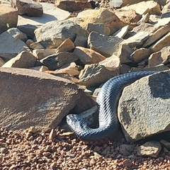Pseudechis porphyriacus (Red-bellied Black Snake) at Gundaroo, NSW - 6 Sep 2025 by Gunyijan