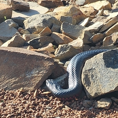 Pseudechis porphyriacus (Red-bellied Black Snake) at Gundaroo, NSW - 6 Sep 2025 by Gunyijan