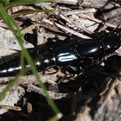 Staphylinidae (family) (Rove beetle) at Hall, ACT - 6 Sep 2025 by Anna123
