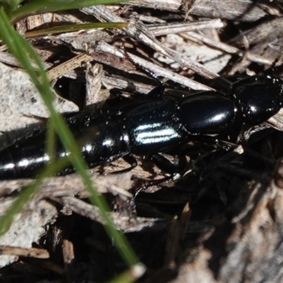 Staphylinidae (family) (Rove beetle) at Hall, ACT - 6 Sep 2025 by Anna123