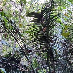 Unverified Cycads at Upper Lansdowne, NSW - 29 Aug 2025 by Purschy