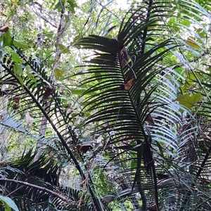 Unverified Cycads at Upper Lansdowne, NSW - 29 Aug 2025 by Purschy