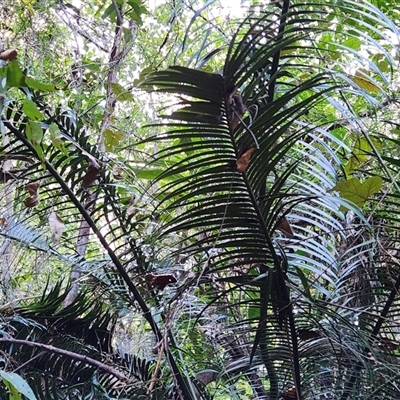 Unverified Cycads at Upper Lansdowne, NSW - 29 Aug 2025 by Purschy