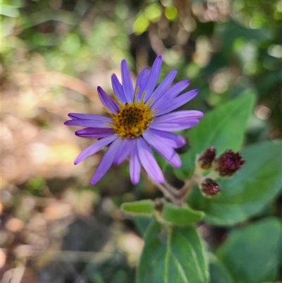 Unverified Other Wildflower or Herb at Killabakh, NSW - 28 Aug 2025 by Purschy
