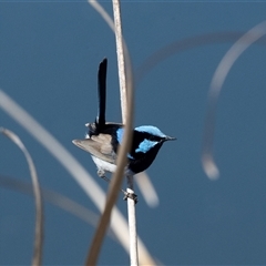 Malurus cyaneus (Superb Fairywren) at Dunlop, ACT - 5 Sep 2025 by AlisonMilton