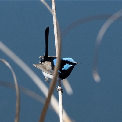 Malurus cyaneus (Superb Fairywren) at Dunlop, ACT - 5 Sep 2025 by AlisonMilton