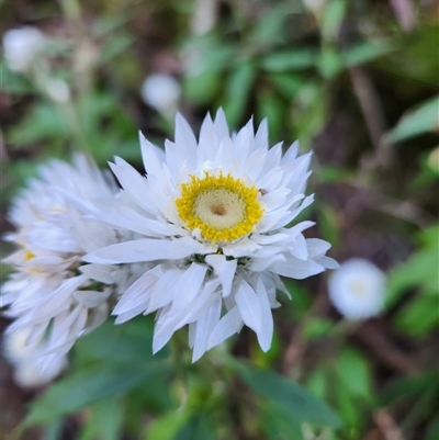Unverified Other Wildflower or Herb at Boorganna, NSW - 28 Aug 2025 by Purschy